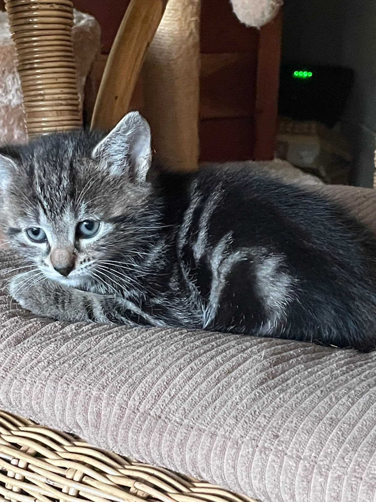 Kitten te koop 30€, Ophalen of Verzenden, Zo goed als nieuw