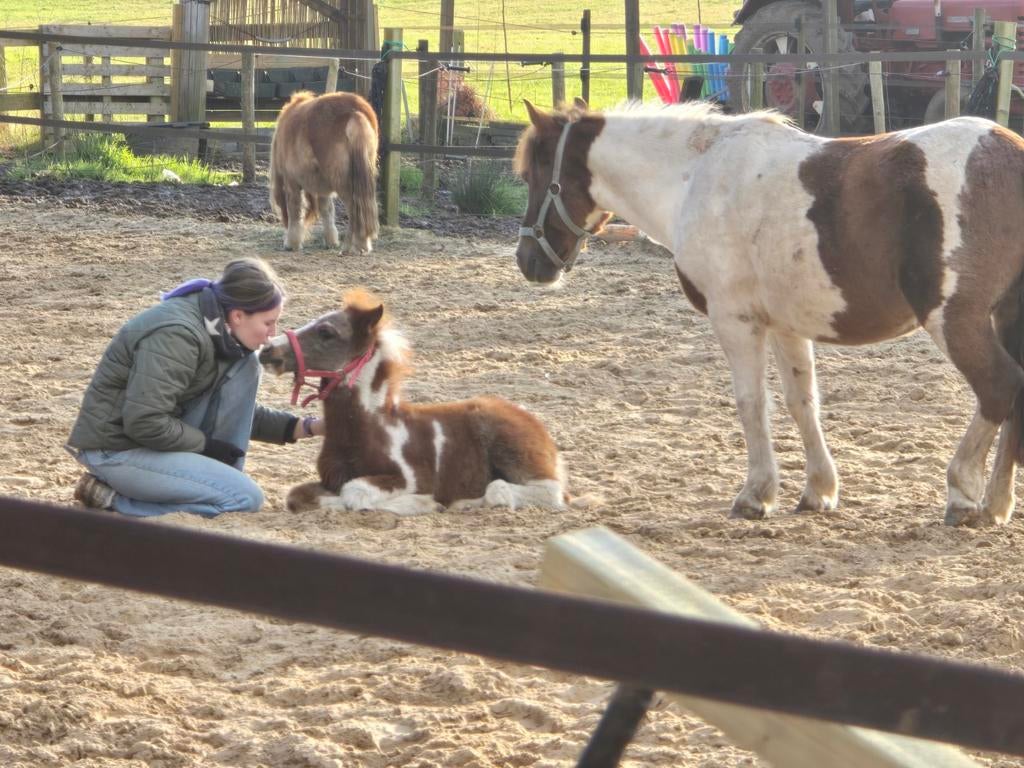 leuke pony hengst (jaarling) C/D pony, Dieren en Toebehoren, Pony's, Meerdere dieren, A pony (tot 1.17m), 0 tot 2 jaar, Met stamboom