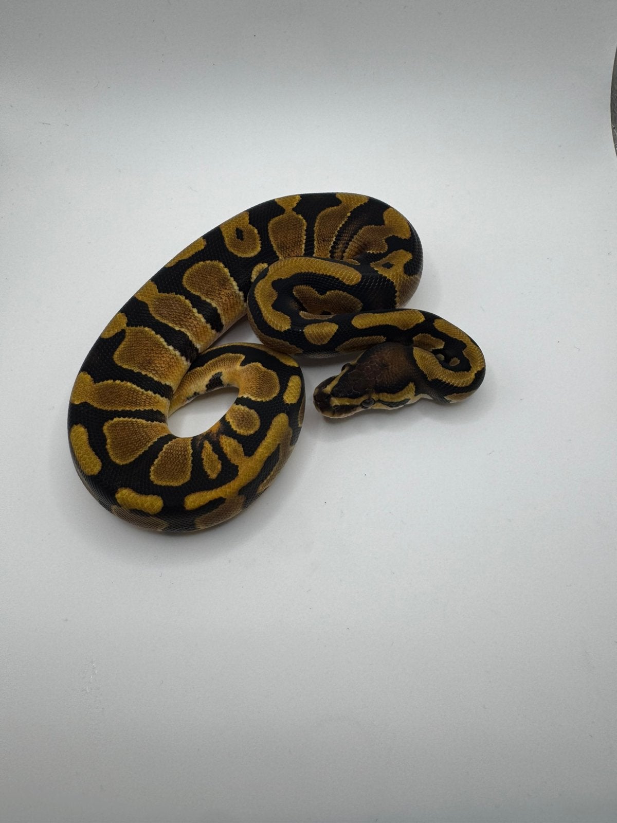 Baby ball pyhton Ball Python photo 2