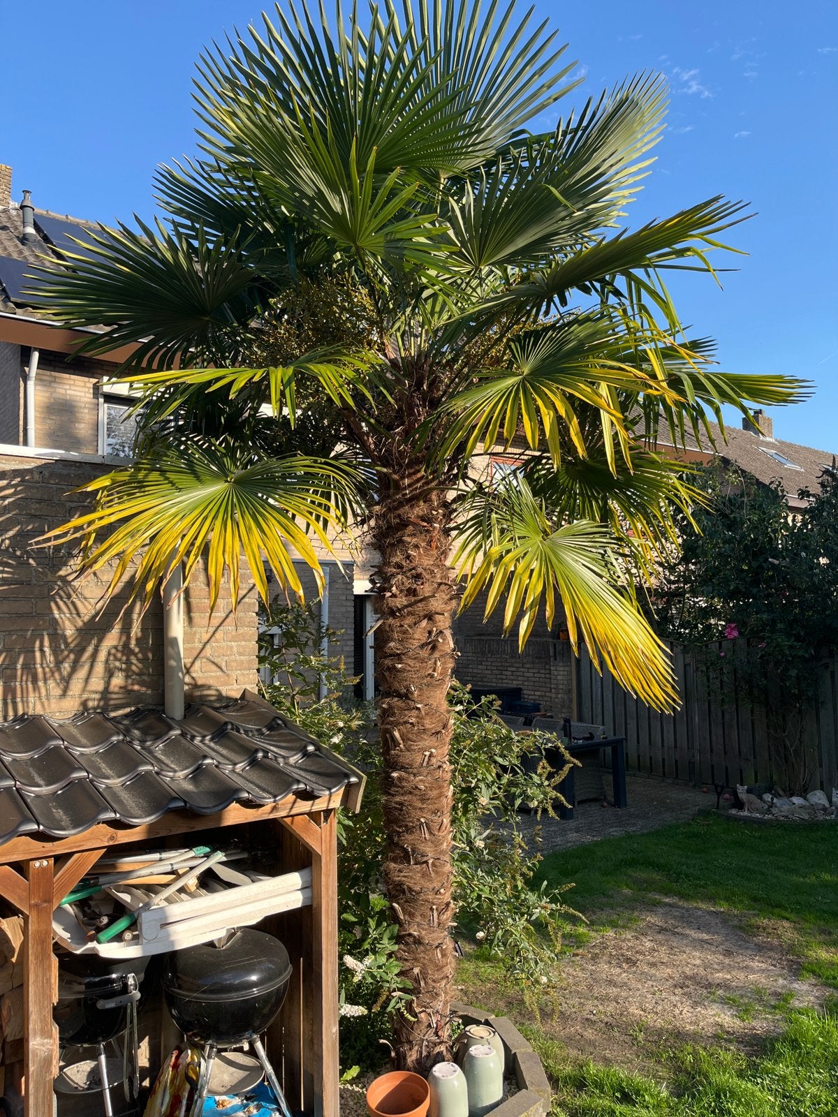Mooie grote Trachycarpus Fortunei palmboom – stam 320 cm, Tuin en Terras, Zomer, Palmboom, 400 cm of meer, Ophalen