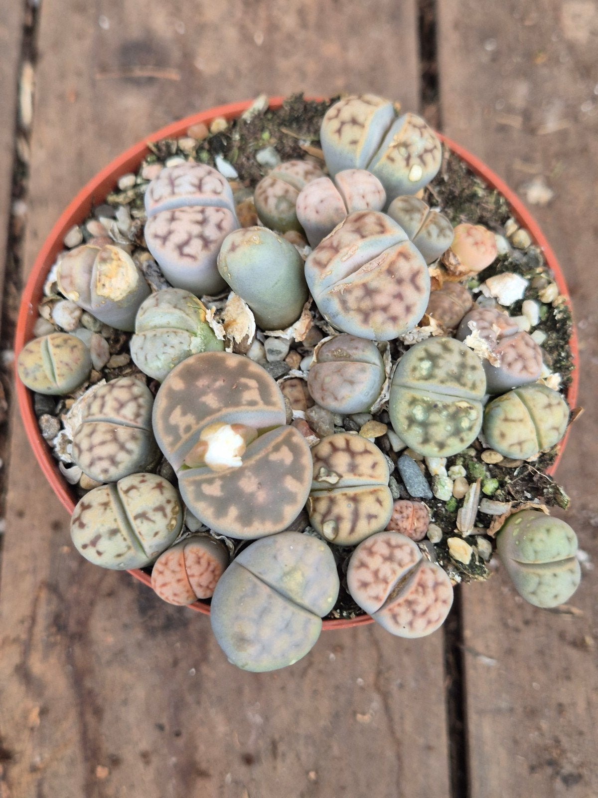 Lithops Levende stenen p8 (8)