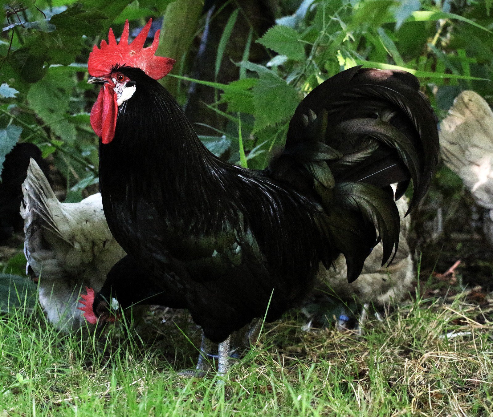 Prachtige Friese zwarte / blauwe hanen en kippen, Dieren en Toebehoren, Pluimvee, Meerdere dieren, Kip