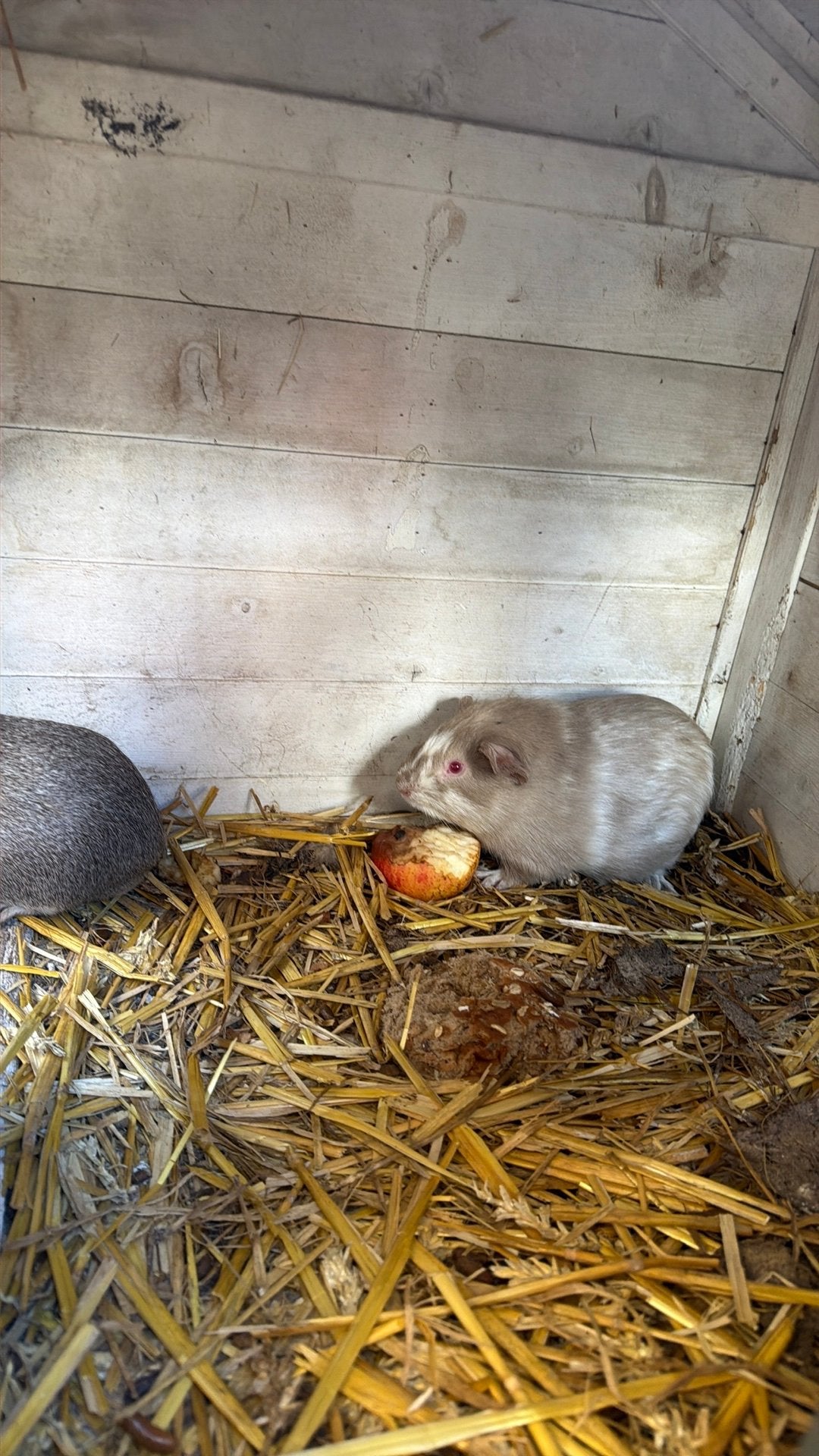2 cavia’s ( mannetjes ), Dieren en Toebehoren, Mannelijk, Tam, Maart, Cavia