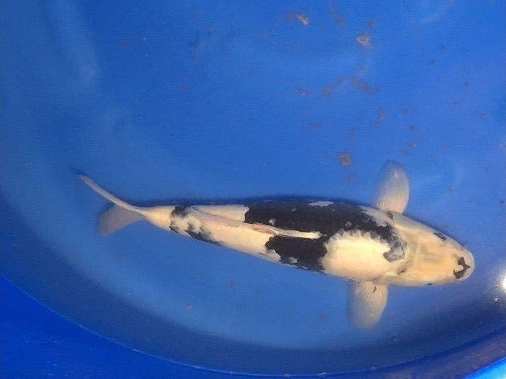 koi schitterende shiro - utsuri 45 cm groot mooi wit - zwart, Dieren en Toebehoren, Karper of Koi