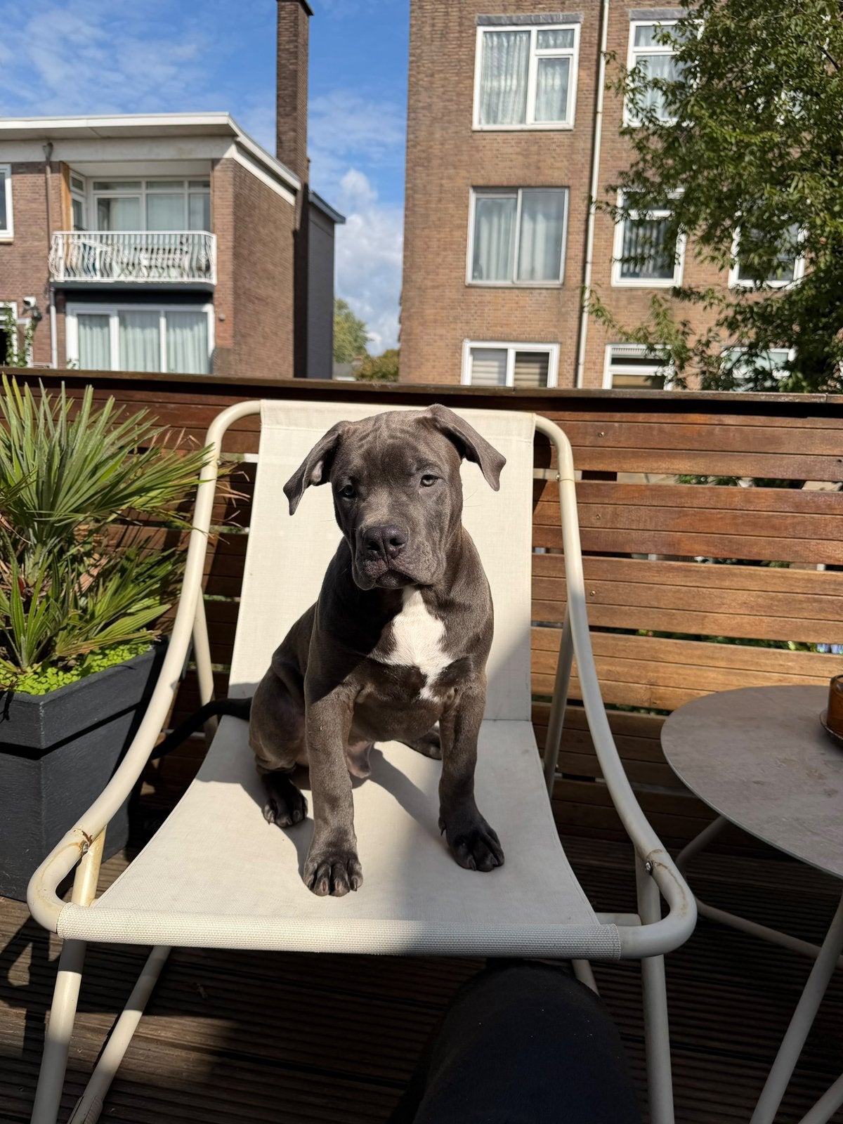 ABKC American Bully xl pup, 15 weken tot 1 jaar, CDV (hondenziekte), Eén hond, Nederland