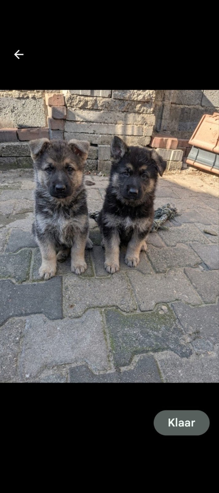 Duitse herder keer wit 2 teefjes, Dieren en Toebehoren, CDV (hondenziekte), 8 tot 15 weken, Meerdere, Meerdere dieren