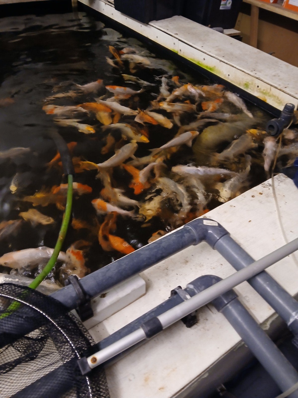 koi karpers, Dieren en Toebehoren, Karper of Koi