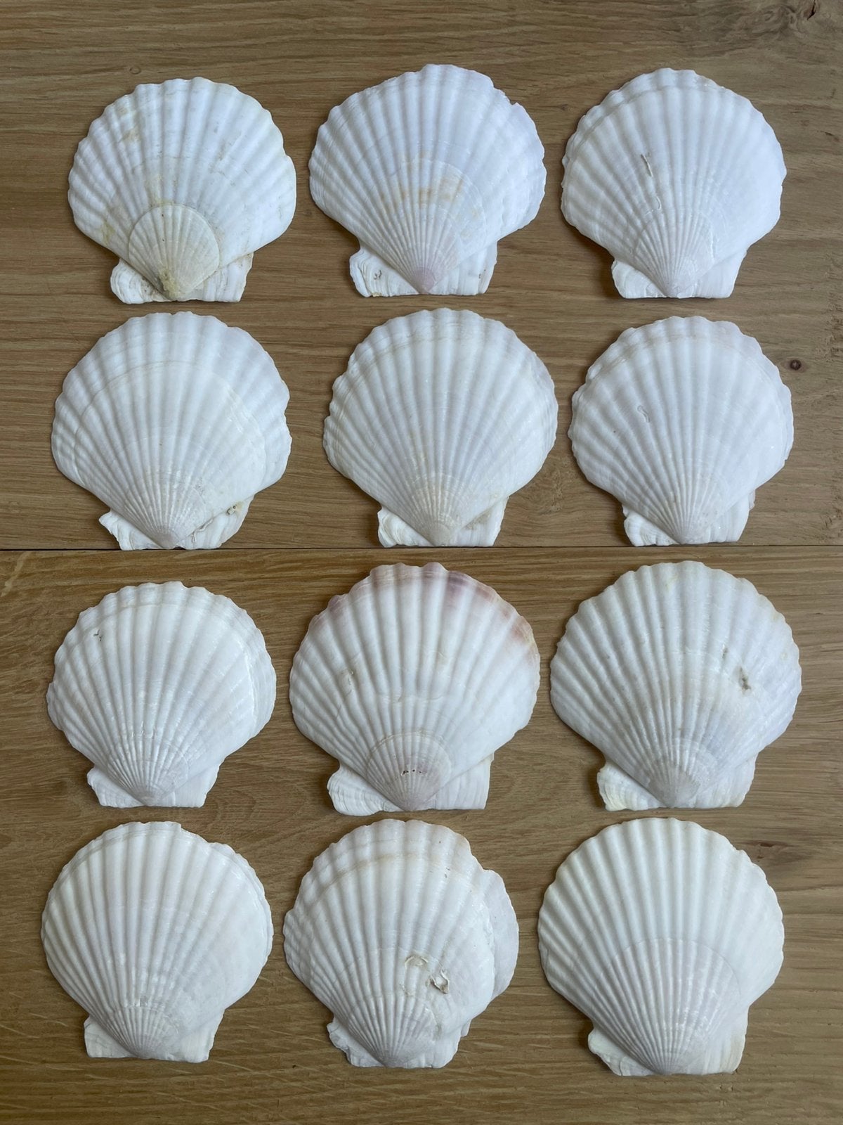 12 Kleine Sint Jacobs Schelpen., Verzamelen, Mineralen en Fossielen, Ophalen of Verzenden, Schelp(en)