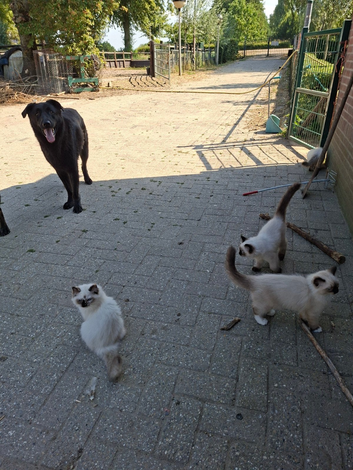Prachtige Ragdoll's kittens Geb.14-5 voor 5 *, Dieren en Toebehoren, Meerdere dieren