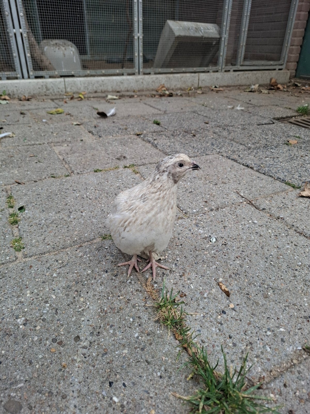 Japanse kwartel haan, Dieren en Toebehoren, Mannelijk, Overige soorten