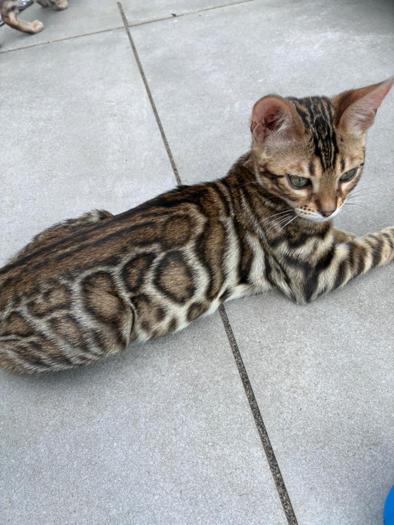 100% bengaalse kittens met stamboom, Meerdere dieren, Met stamboom, 0 tot 2 jaar