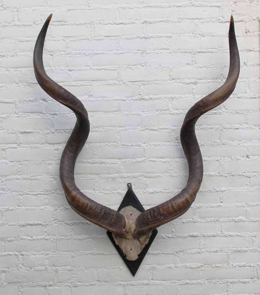 Grote oude schedel KUDU ANTILOPE op zwart houten schild (G), Ophalen, Gebruikt, Wild dier, Gewei of Kop