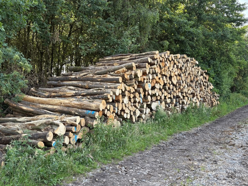 Stapels essenstammen beschikbaar - met levering of EXW, Tuin en Terras, Haardhout, 6 m³ of meer, Ophalen of Verzenden, Essenhout