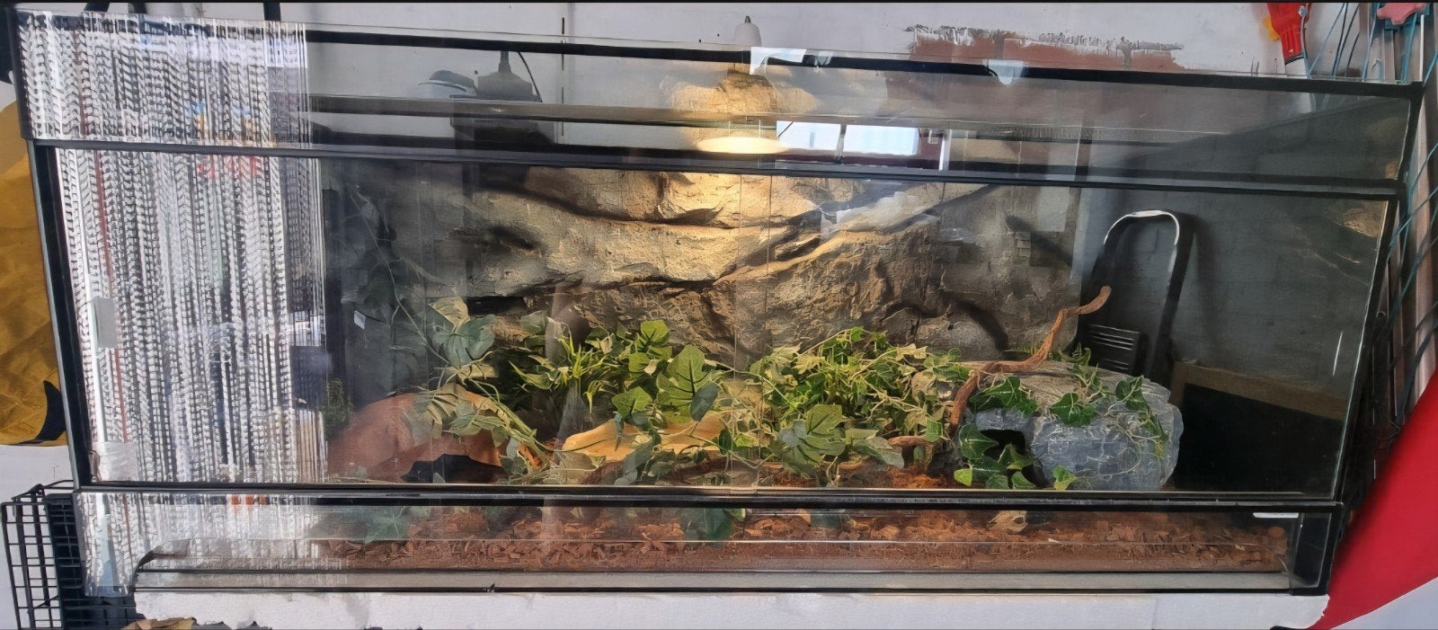 Koningspython (Python regius) + terrarium en toebehoren Ball Python photo 2