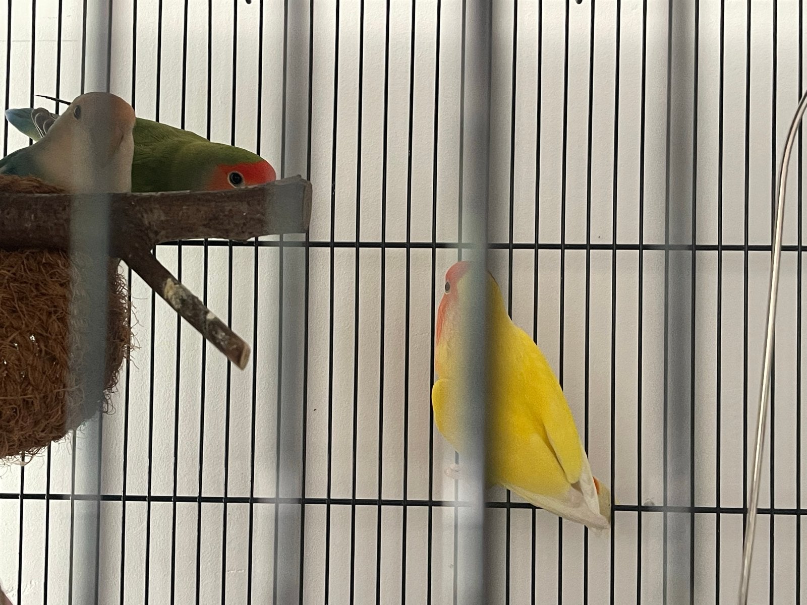 2 groene en 1 gele dwergpapagaaien, Dieren en Toebehoren, Vrouwelijk, Tropenvogel, Geringd