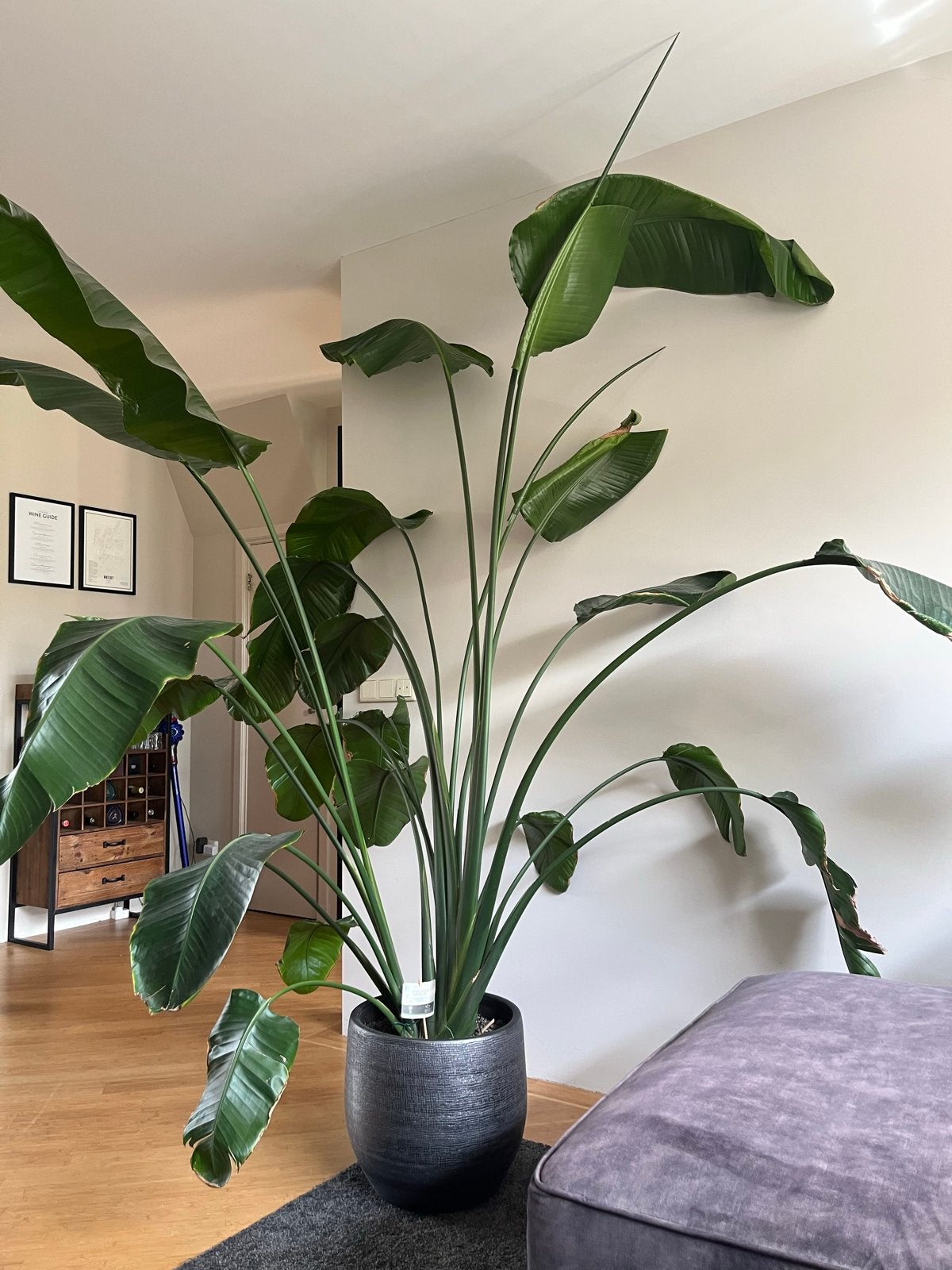 Gezonde Strelitzia Nicolai plant 220cm+, Huis en Inrichting, Kamerplanten, Ophalen, 200 cm of meer, Overige soorten, Halfschaduw