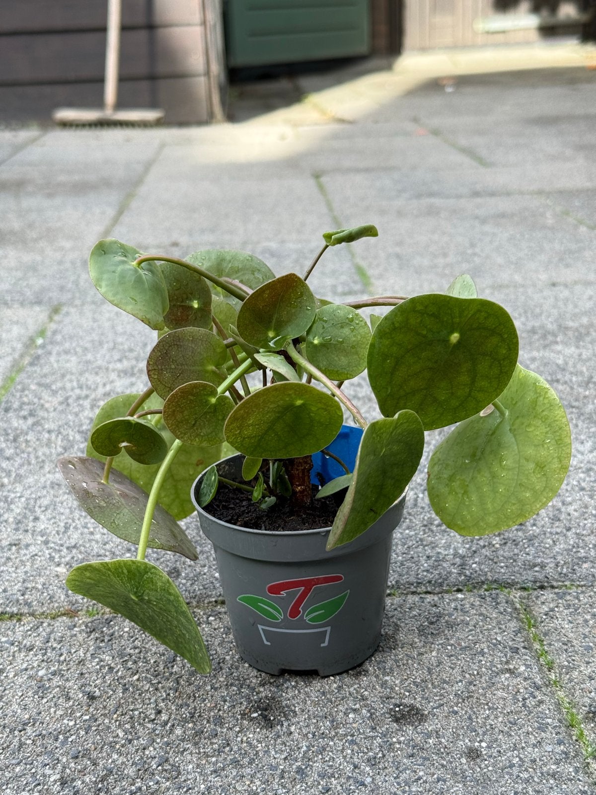 Pannenkoekenplant (Pilea Peperomioides) in pot, Huis en Inrichting, In pot, Minder dan 100 cm, Groene kamerplant, Groenteplant