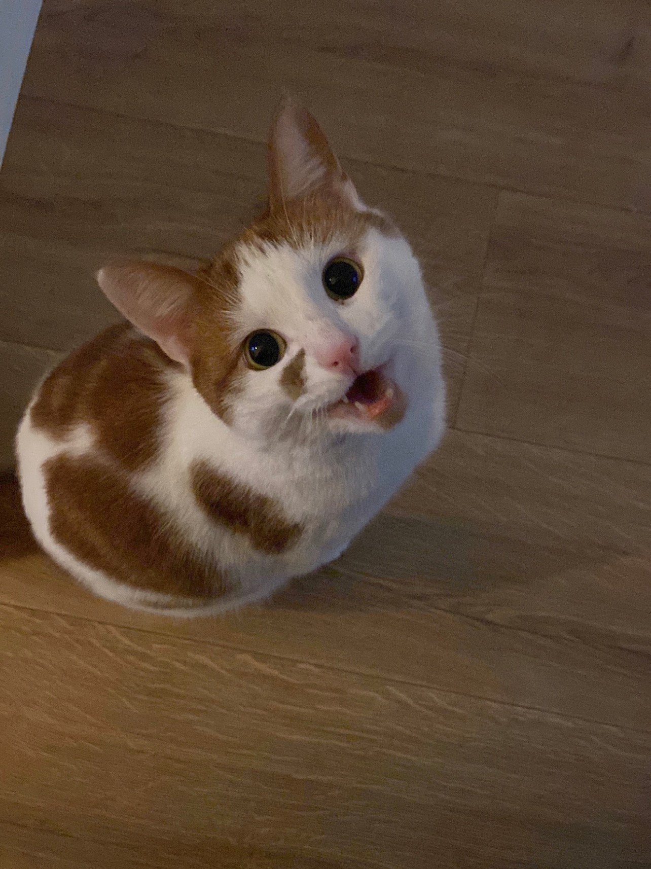 Kat zoekt gouden mandje, Dieren en Toebehoren, Kater