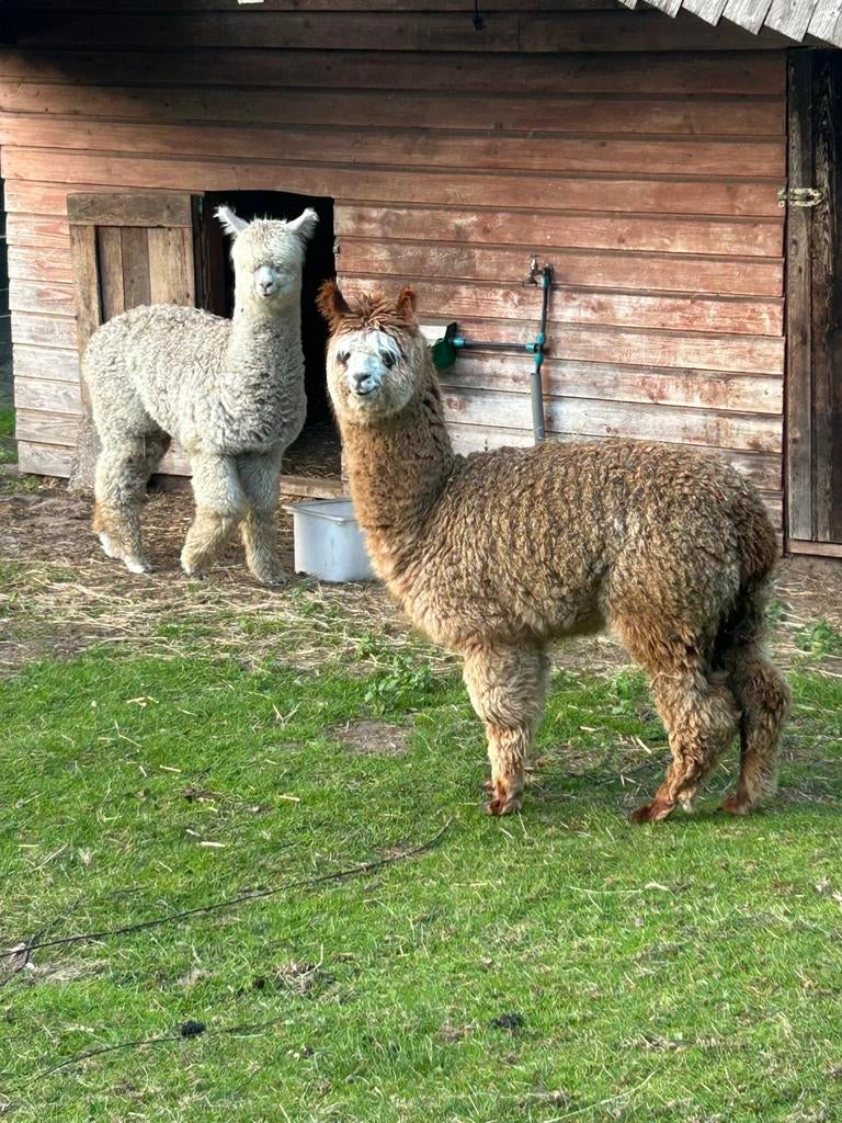 Mooie alpaca merrie veulen, Dieren en Toebehoren, September, Vrouwelijk