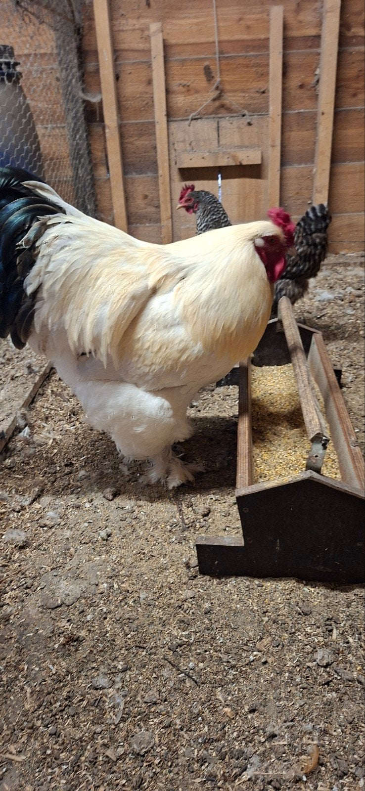 Brahma hanen, Mannelijk, Kip