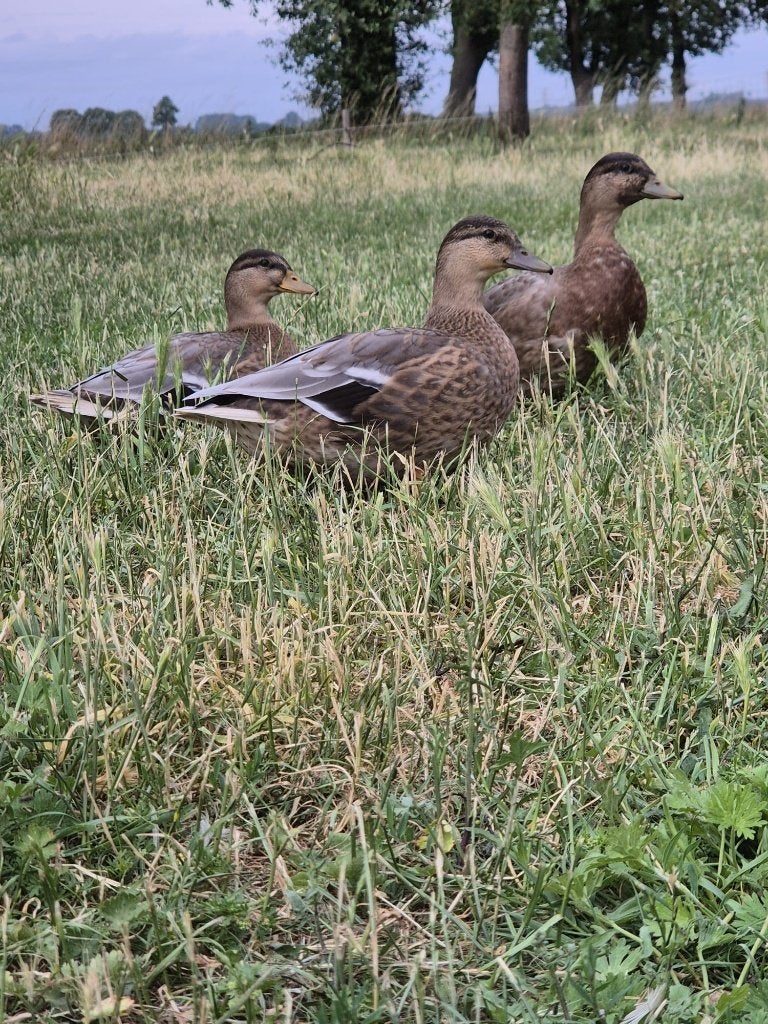 Prachtige Hollandse kwakers te koop!, Meerdere dieren, Eend