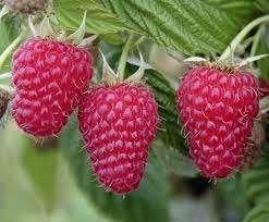 framboos struik, Tuin en Terras, Planten | Tuinplanten, Volle zon, Vaste plant, Ophalen of Verzenden, Zomer