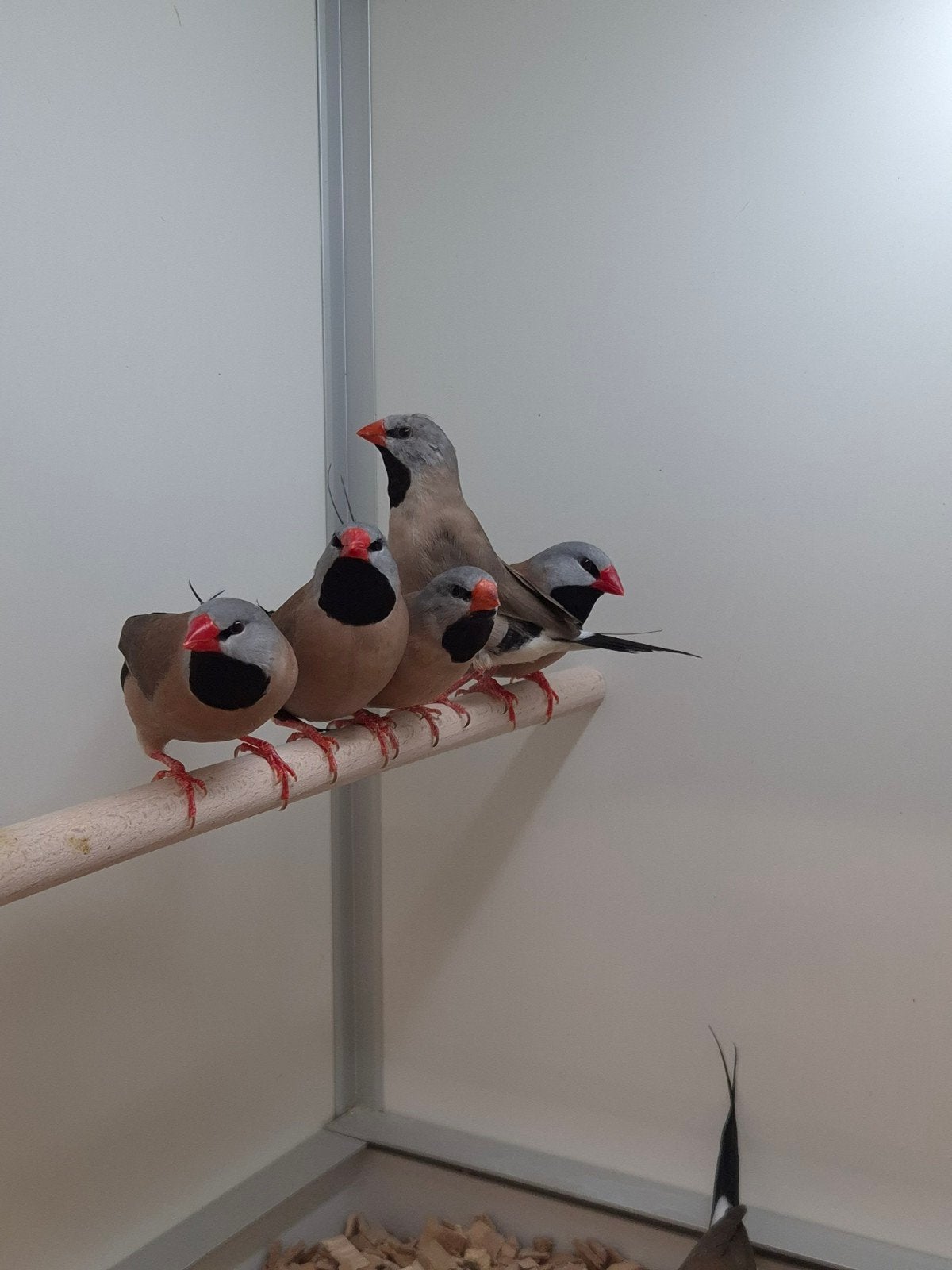Spitstaart amadines, Meerdere dieren, Tropenvogel, Geringd