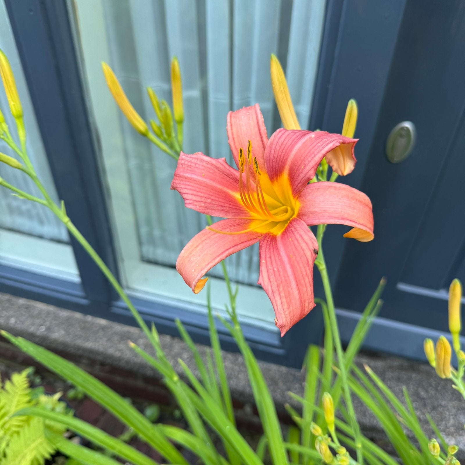 Hemerocallis / daglelie zalmroze bloem 3 stuks, Tuin en Terras, Planten | Tuinplanten, Volle zon, Vaste plant, Zomer, Ophalen