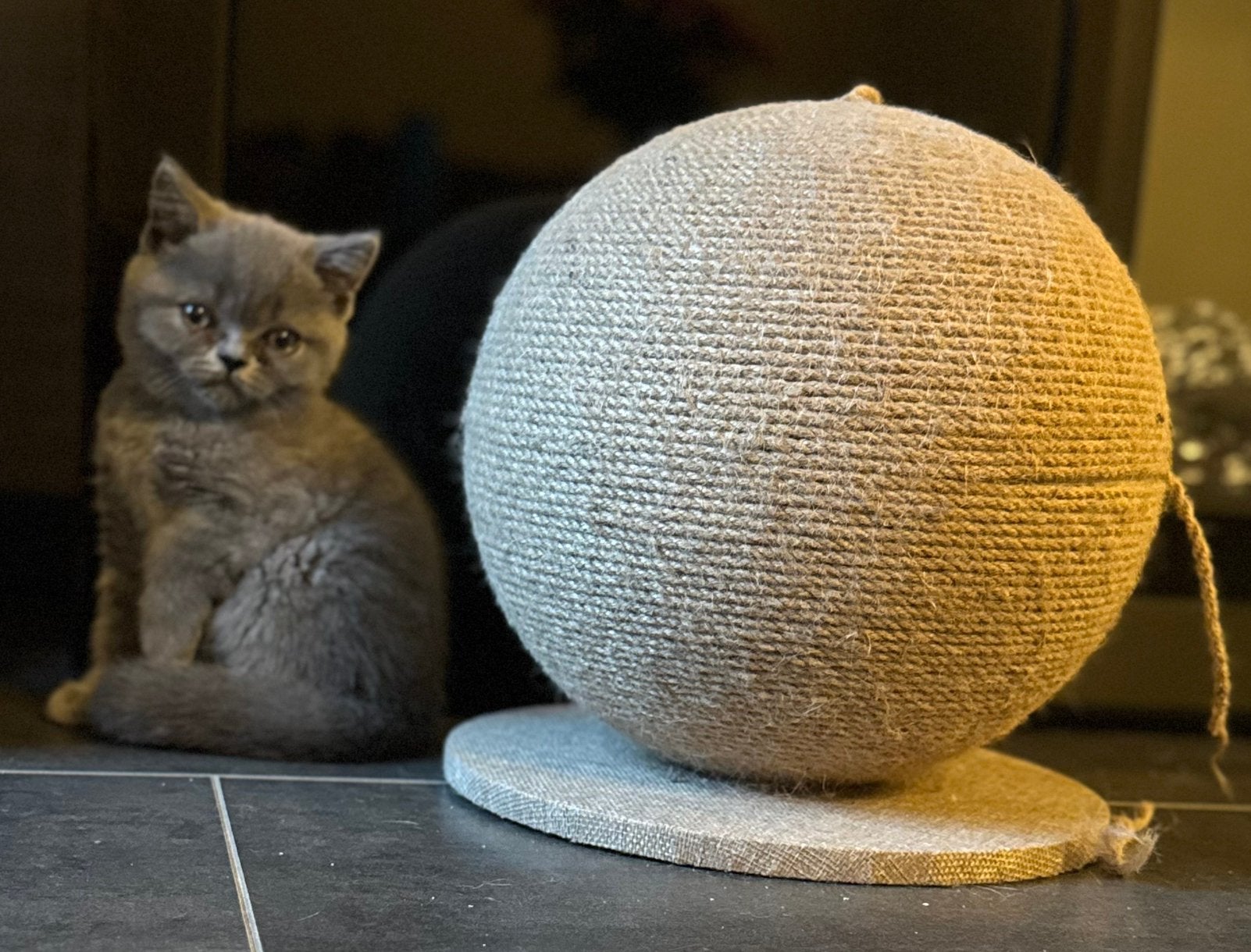 Mooie Brits korthaar kittens gevaccineerd, mogen nu weg❤️, Dieren en Toebehoren, Meerdere dieren, Ontwormd, 0 tot 2 jaar