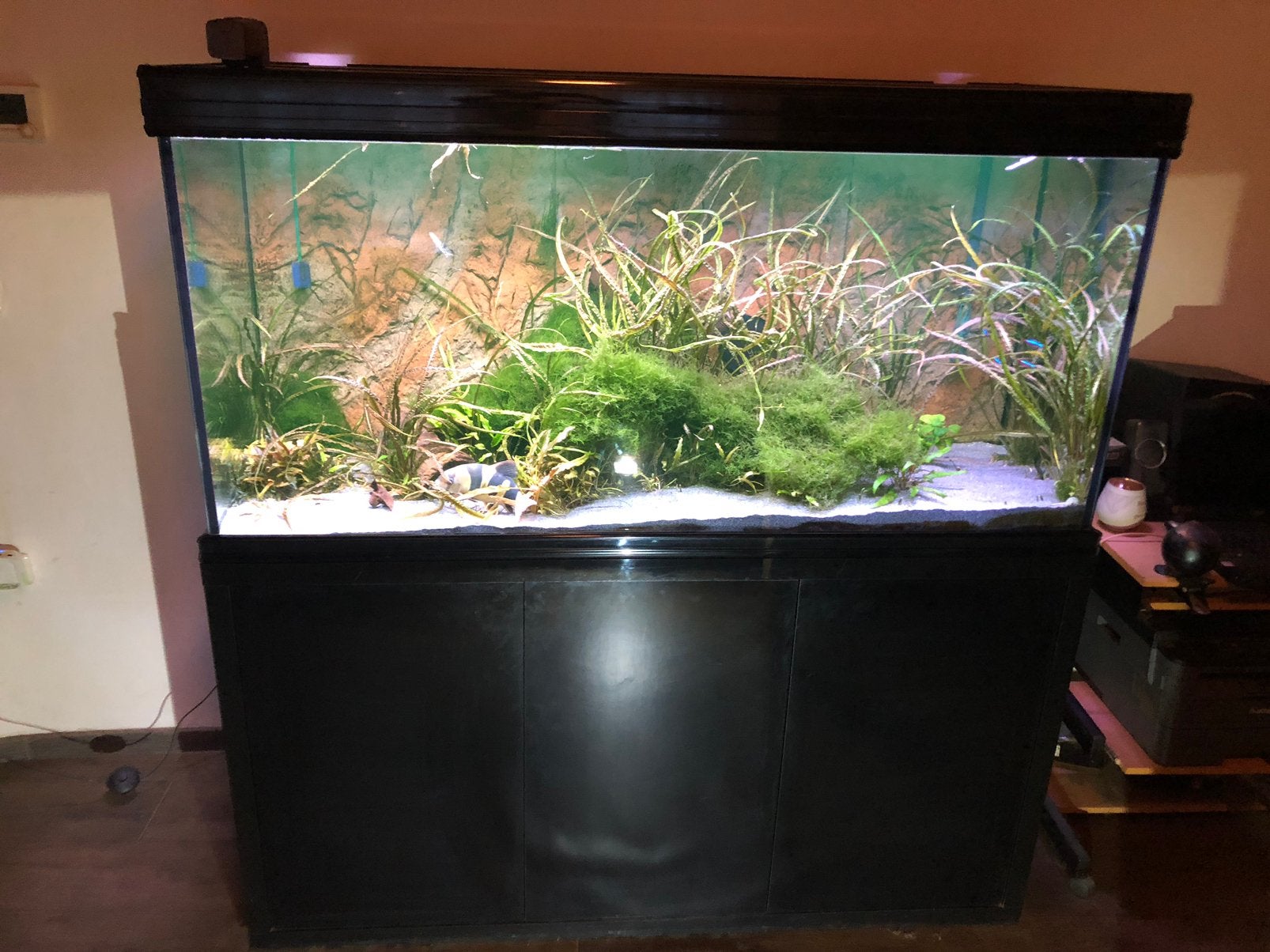 Aqualantis fusion zoetwater aquarium, Ophalen, Inclusief toebehoren, Gevuld zoetwateraquarium, Aquatlantis