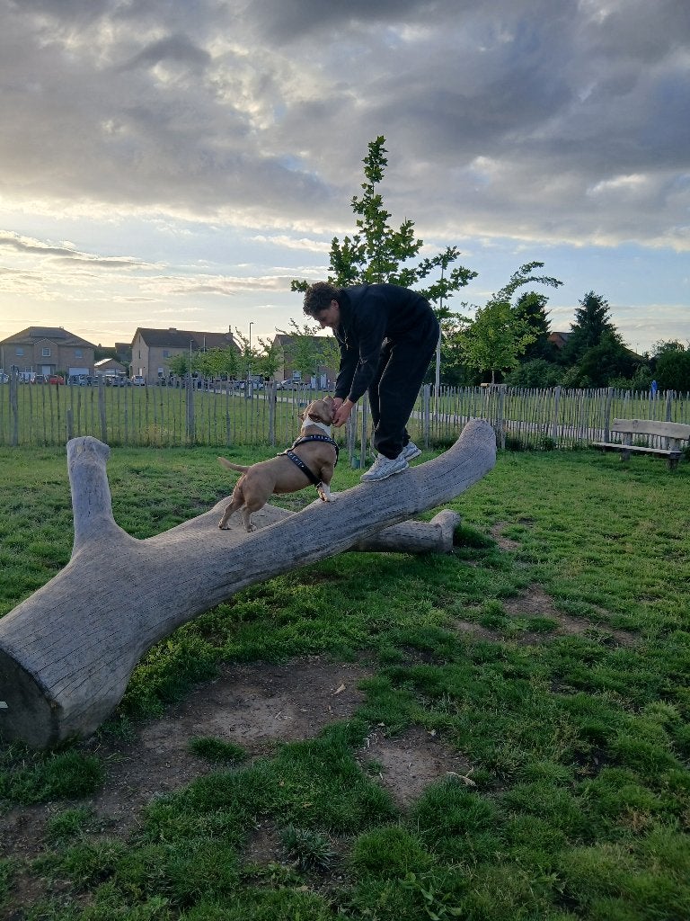 Pocket bully teefje 1.6 jaar  verlaagd in prijs !! 1000 euro, België, Fokker | Hobbymatig, 1 tot 2 jaar, Teef