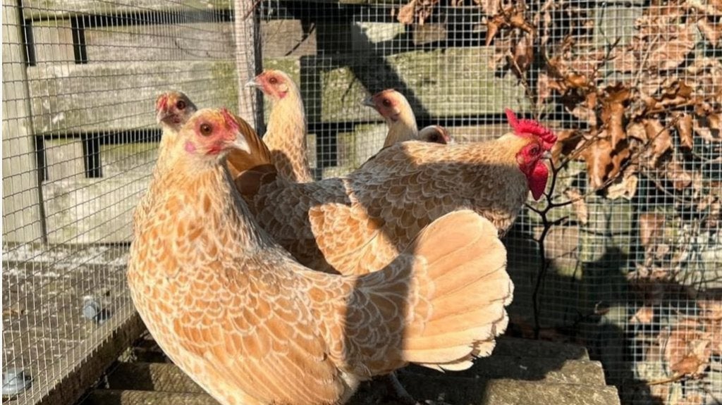 Sebright kippen, Dieren en Toebehoren, Vrouwelijk, Kip