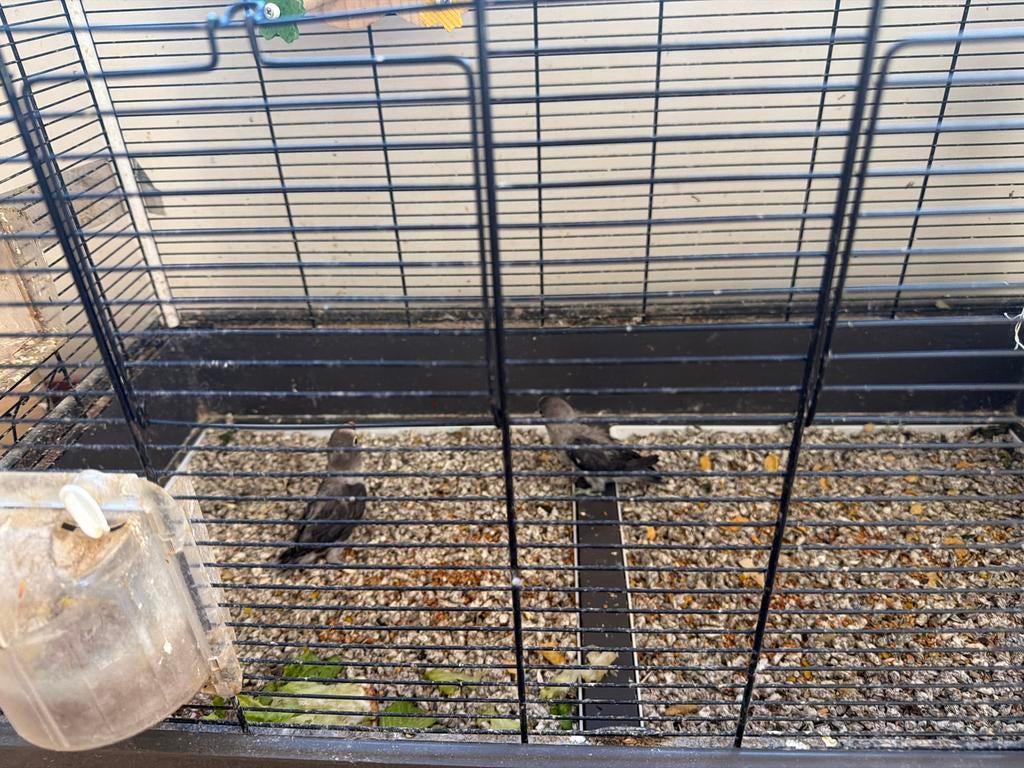 Agaporny 3 gray and 1 green ~1-2 months old