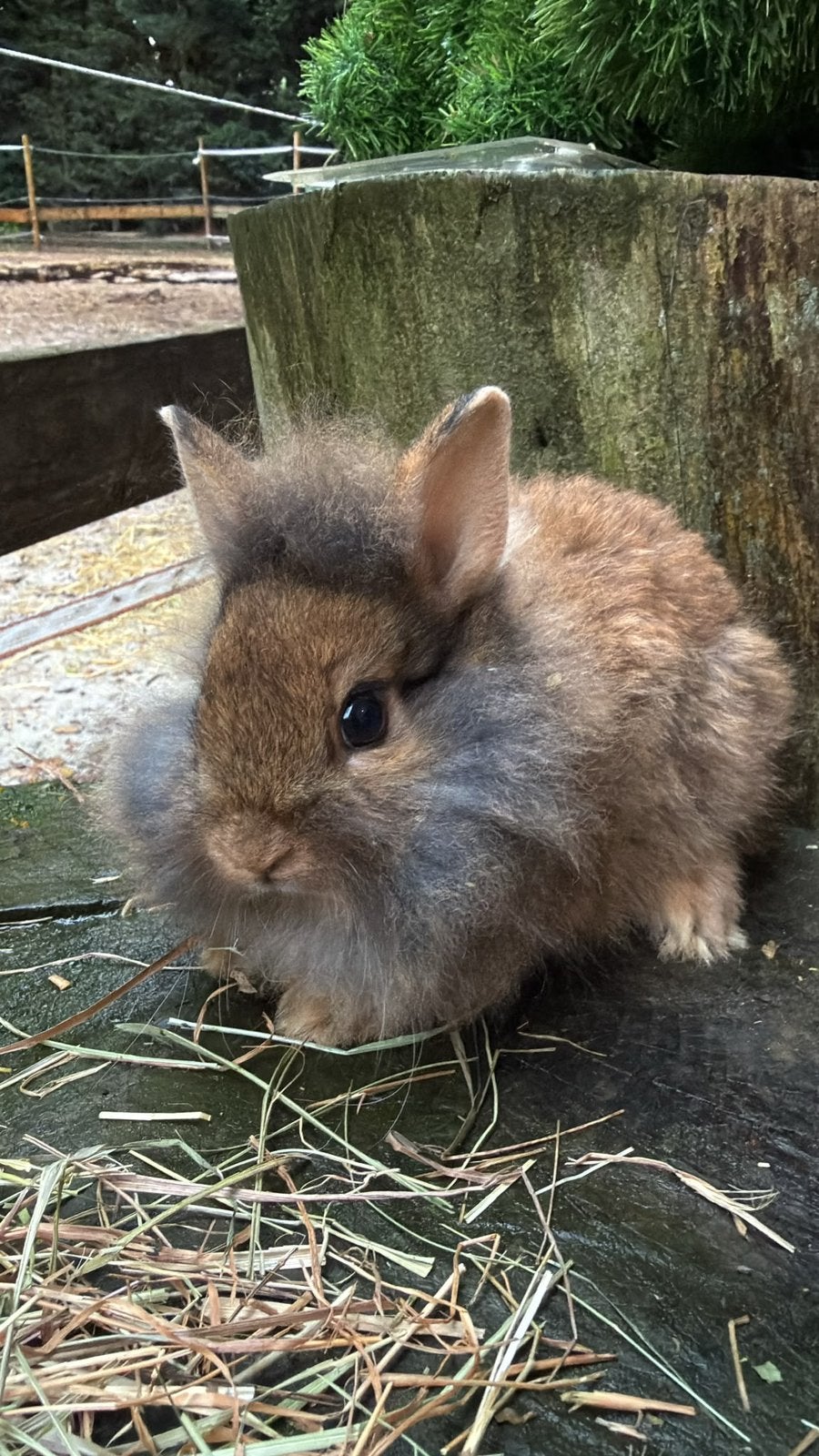 kleurdwerg konijntjes te koop!, Dieren en Toebehoren, Meerdere dieren, Dwerg
