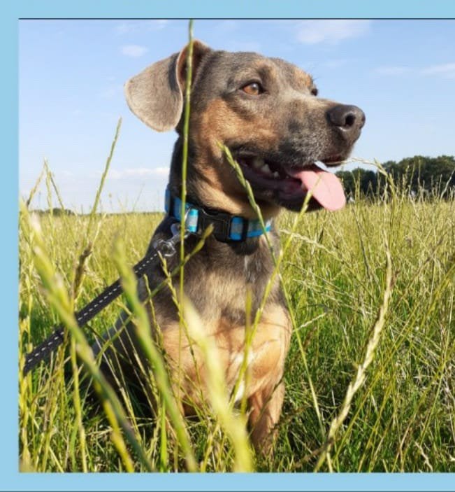2 super lieve Jack Russels., Dieren en Toebehoren, Honden | Jack Russells en Terriërs, 6 jaar of ouder, Parvo, Jack Russell Terriër