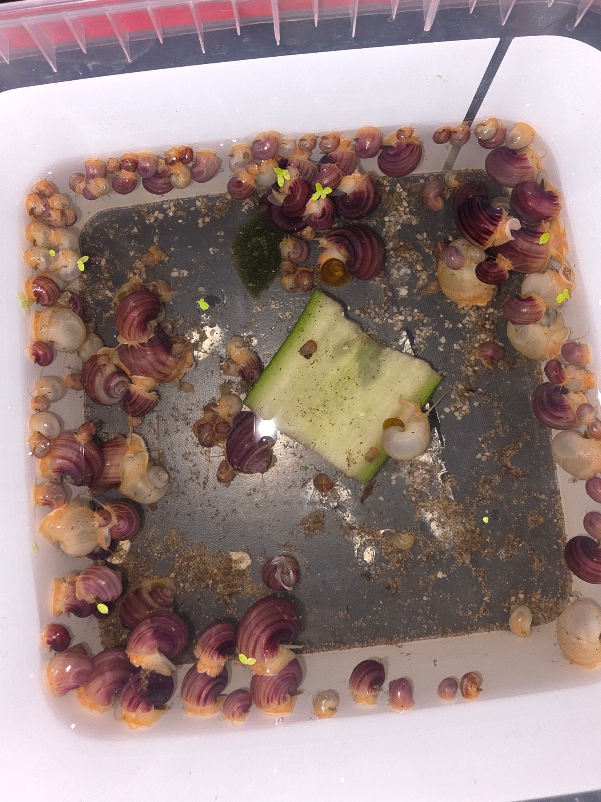 Appelslakken, Slak of Weekdier, Zoetwatervis
