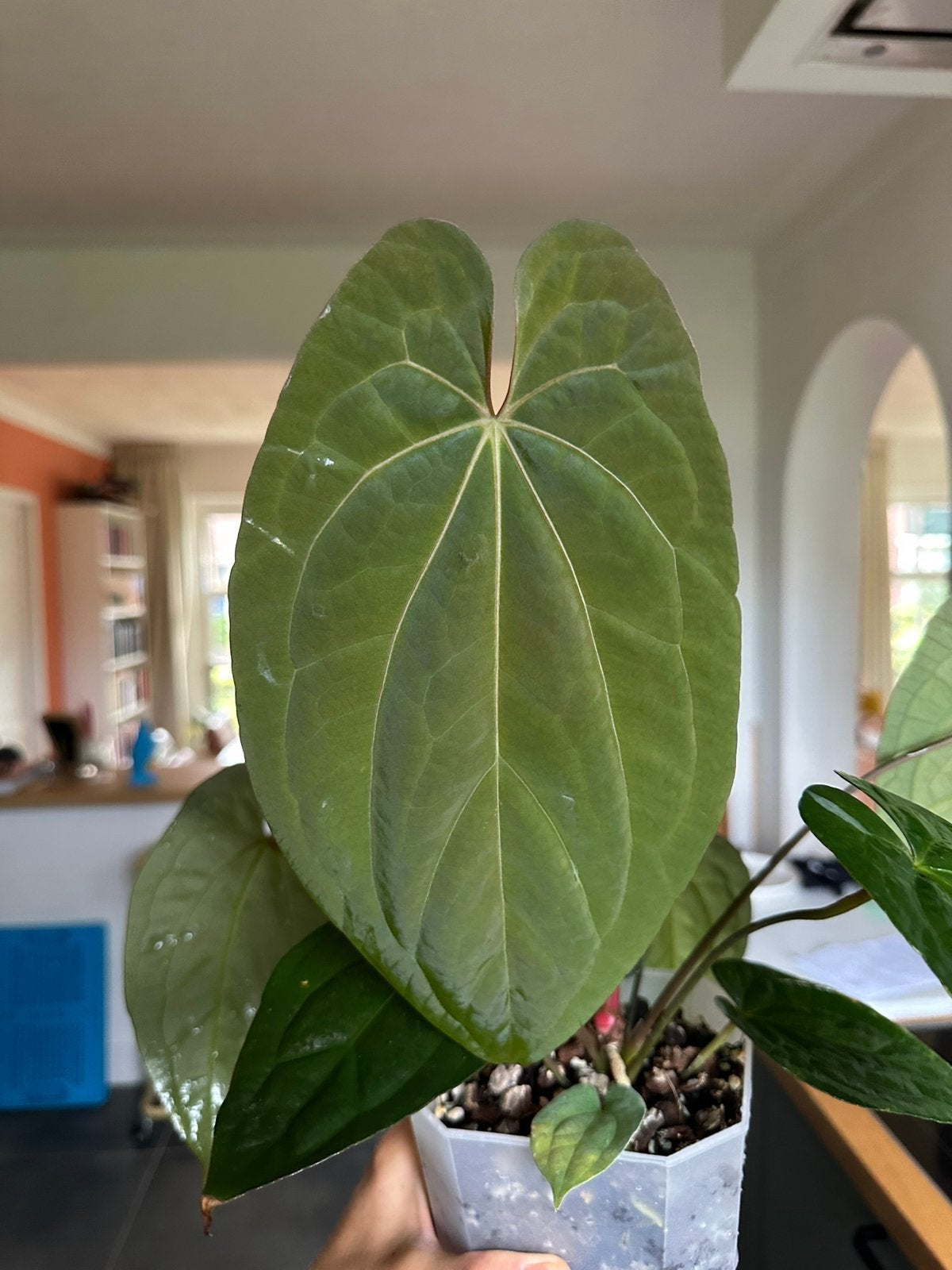 HUGE anthurium X-one x RVDP, Ophalen of Verzenden, Halfschaduw, Minder dan 100 cm