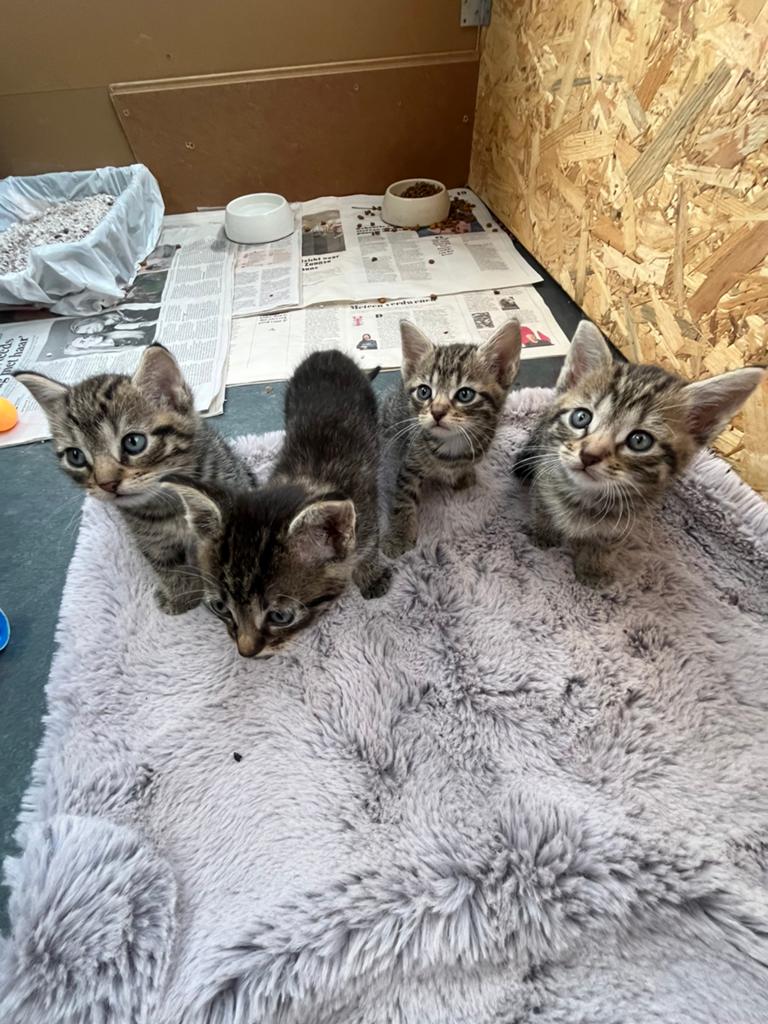 Kittens, Dieren en Toebehoren, Katten en Kittens | Raskatten | Korthaar, Meerdere dieren, Ontwormd