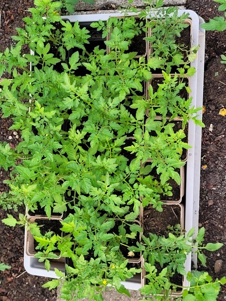 Mooie Tomatenplantjes - Vers en klaar om te planten, Tuin en Terras, Ophalen, Eenjarig, Groenteplanten, Volle zon