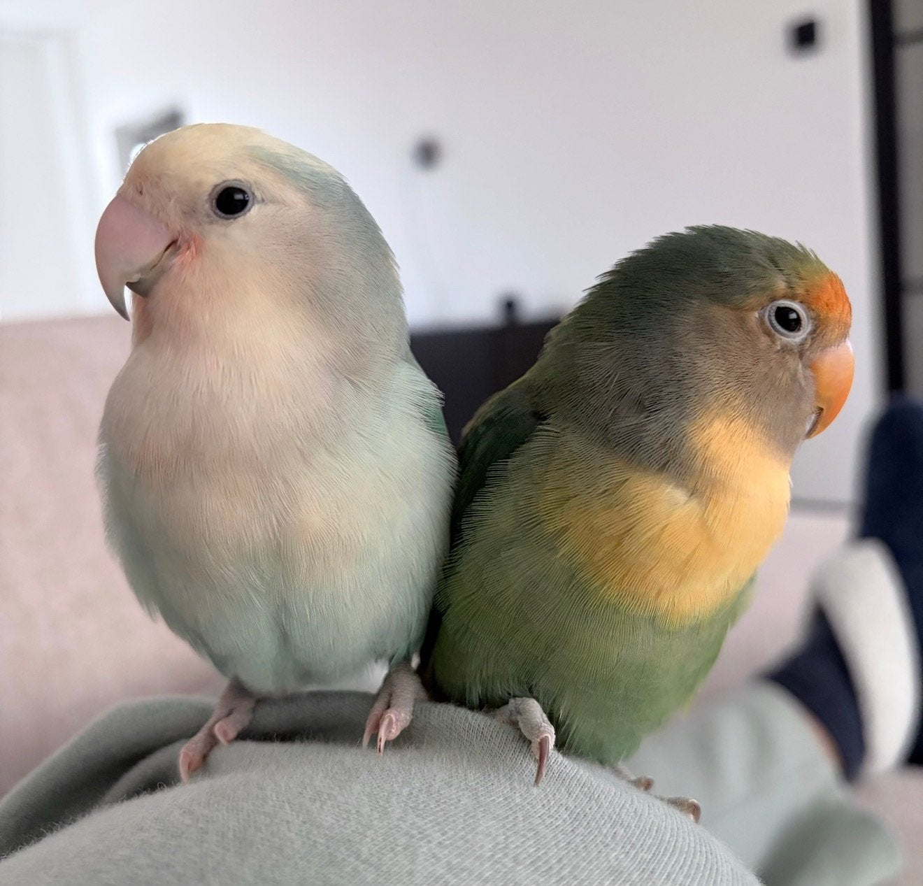 Tam agapornis koppel op zoek naar liefdevol huisje, Dieren en Toebehoren, Vogels | Parkieten en Papegaaien, Meerdere dieren, Dwergpapegaai of Agapornis