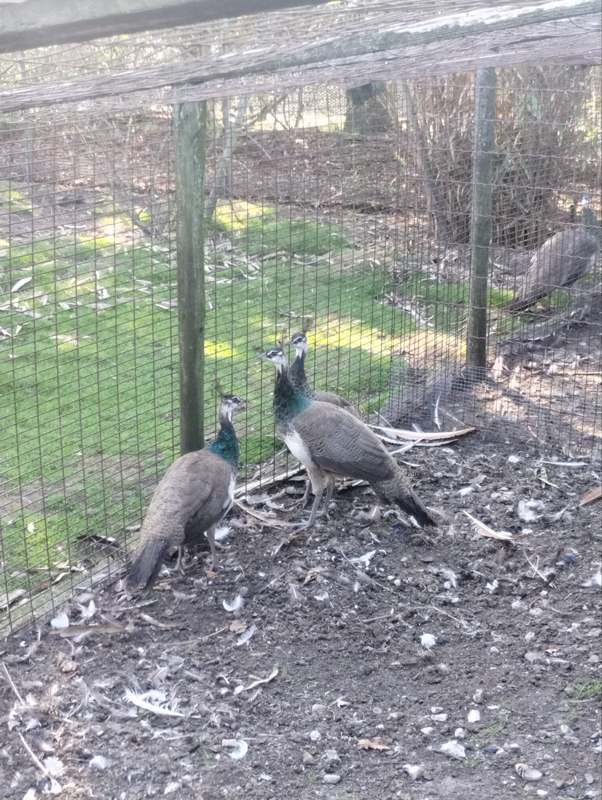 pauwen, Dieren en Toebehoren, Meerdere dieren, Overige soorten
