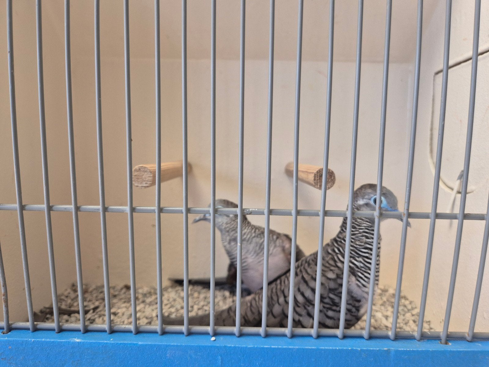Koppels Vredesduifjes, Meerdere dieren