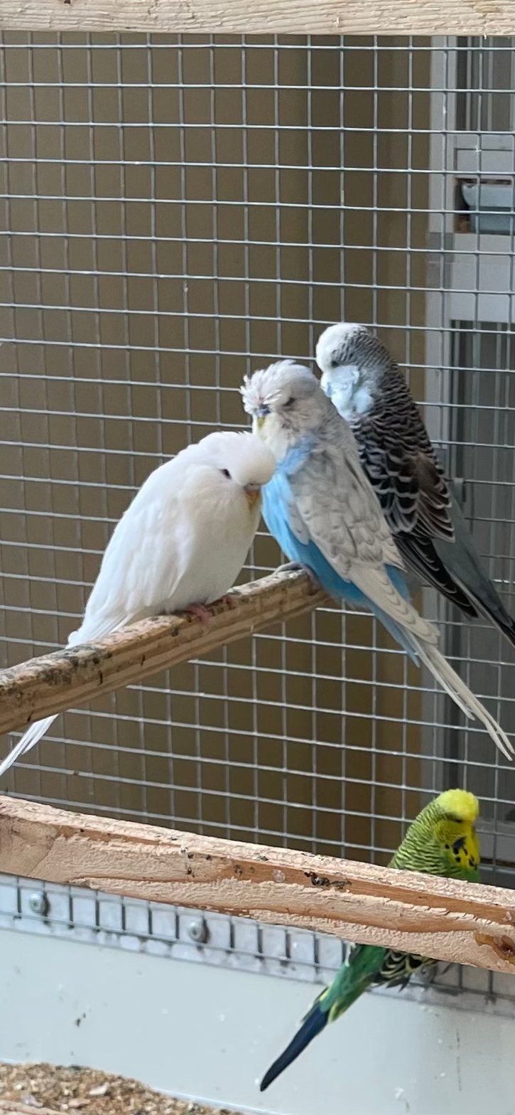 Engelse Grasparkieten., Dieren en Toebehoren, Vogels | Parkieten en Papegaaien, Meerdere dieren, Parkiet
