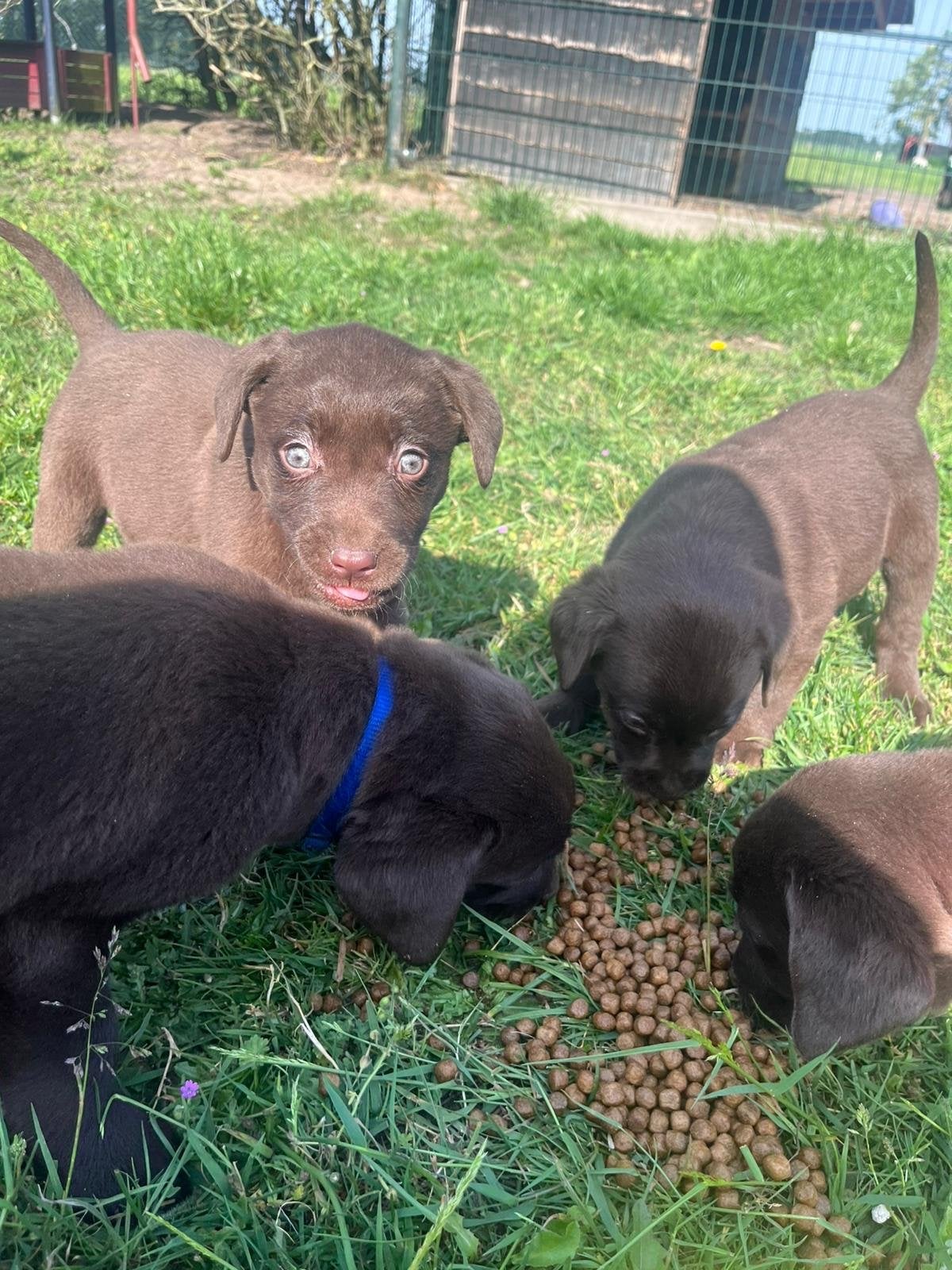 Labrador pups - geboren 2-4-2026, Parvo, 8 tot 15 weken, Labrador retriever, Meerdere