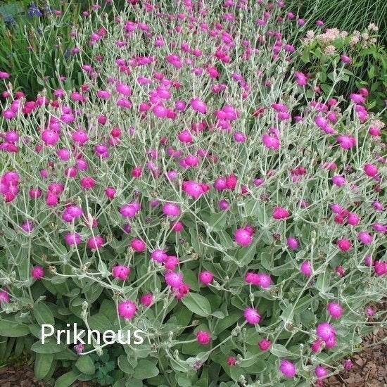 Prikneus, Tuin en Terras, Volle zon, Tweejarig, Zomer, Ophalen