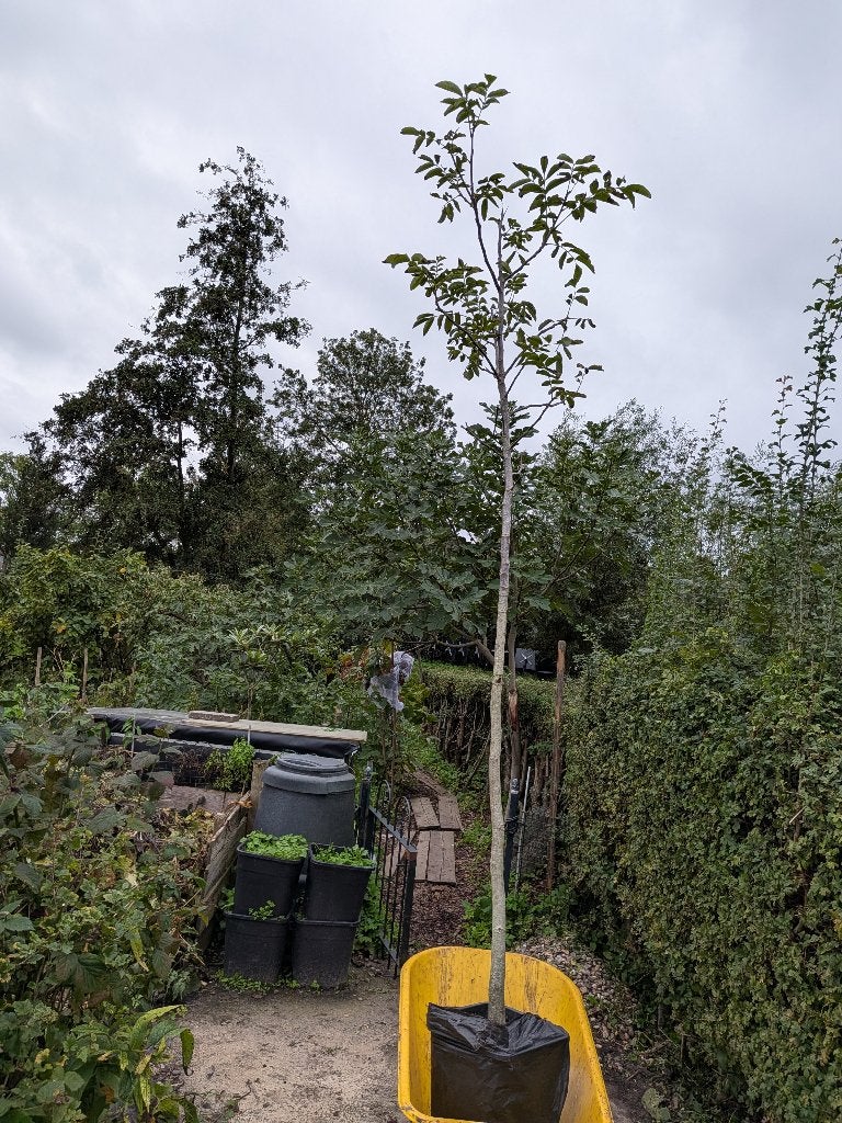 Walnotenboom, juglans regia , meer dan 3 meter lang, Overige soorten, Lente, 250 tot 400 cm, Ophalen