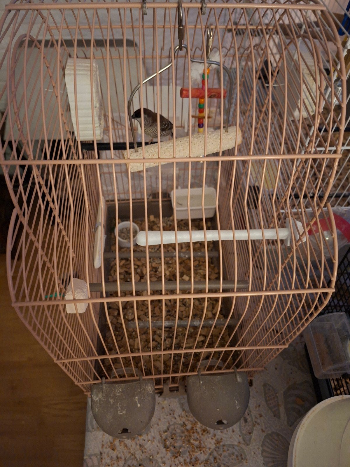 vogeltje, Mannelijk, Tropenvogel, Tam