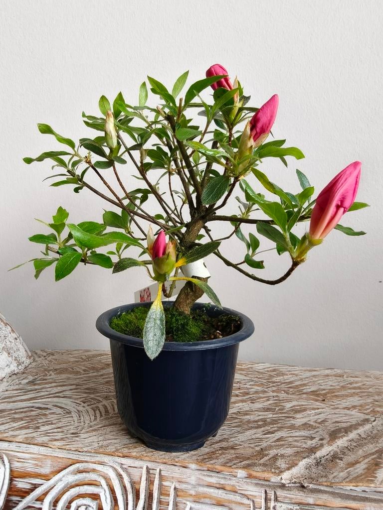 Satsuki Azalea Saien bonsai, Bloeit niet, Halfschaduw, Minder dan 100 cm, Overige soorten