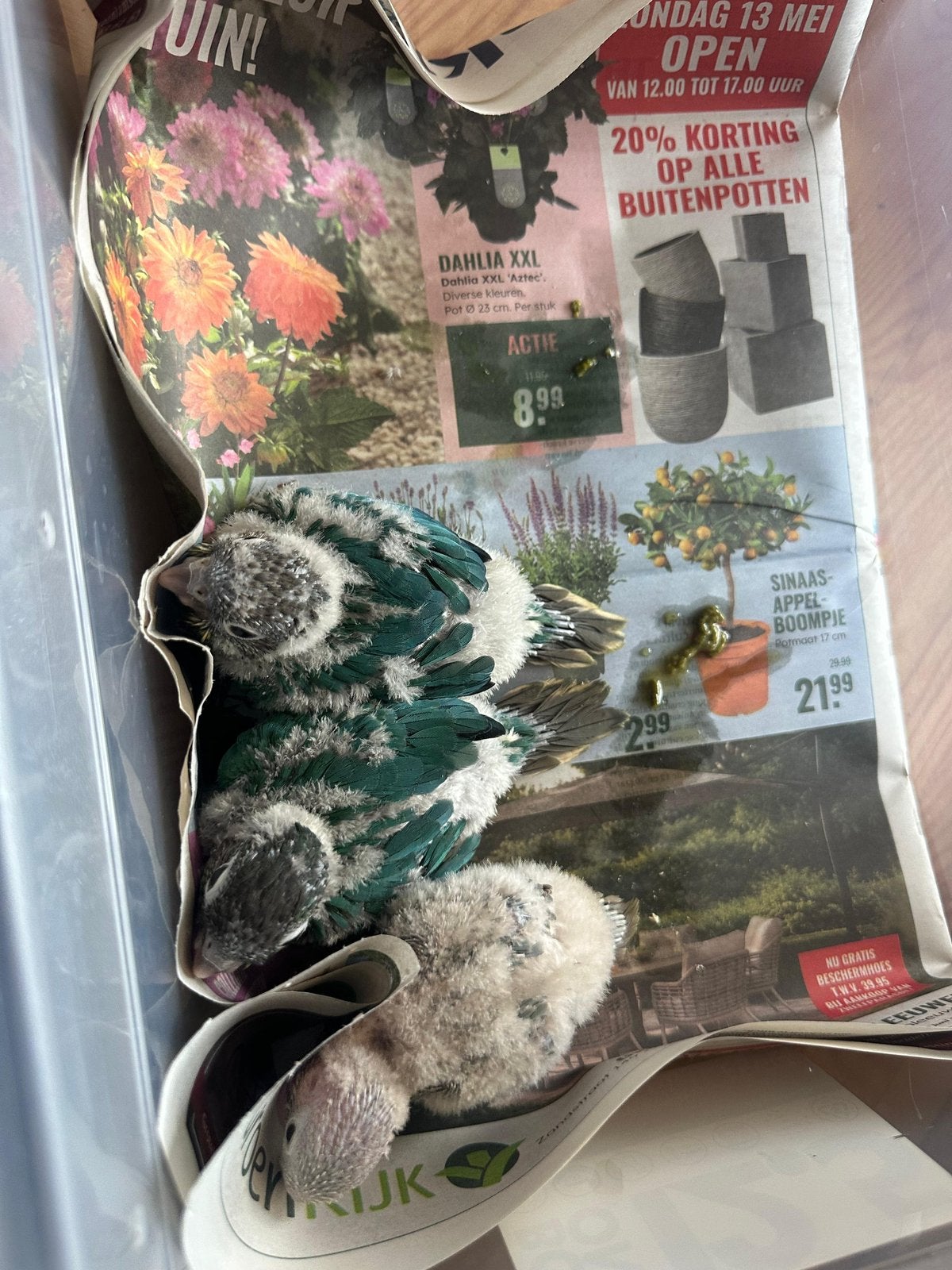 3 mooie pyrrhuras, Meerdere dieren, Parkiet, Tam