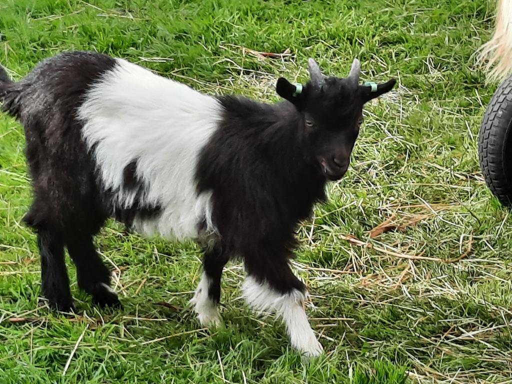 landgeiten te koop, Dieren en Toebehoren, Schapen, Geiten en Varkens, Mannelijk, Geit